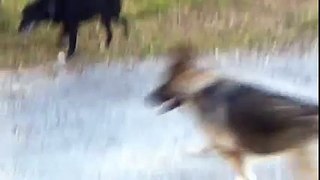 German shepherd chasing whitetail big buck deer in Texas