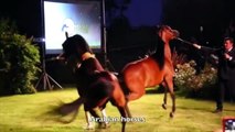 the world champion horses khil alshaqab حصان عربي اصيل البطل العالمي كحيل الشقب