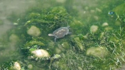 Kaplumbağalar Deprem Paniğine Yol Açtı