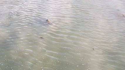 Osmaniye'de Deprem Paniğine Yol Açan Görüntünün Altından Kaplumbağalar Çıktı