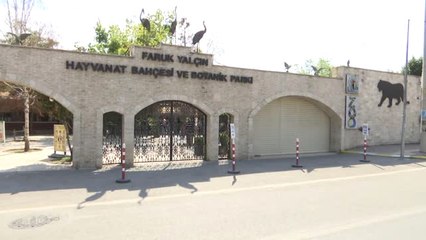 Dişi Tamarine Yurt Dışından Eş Bulundu - İstanbul