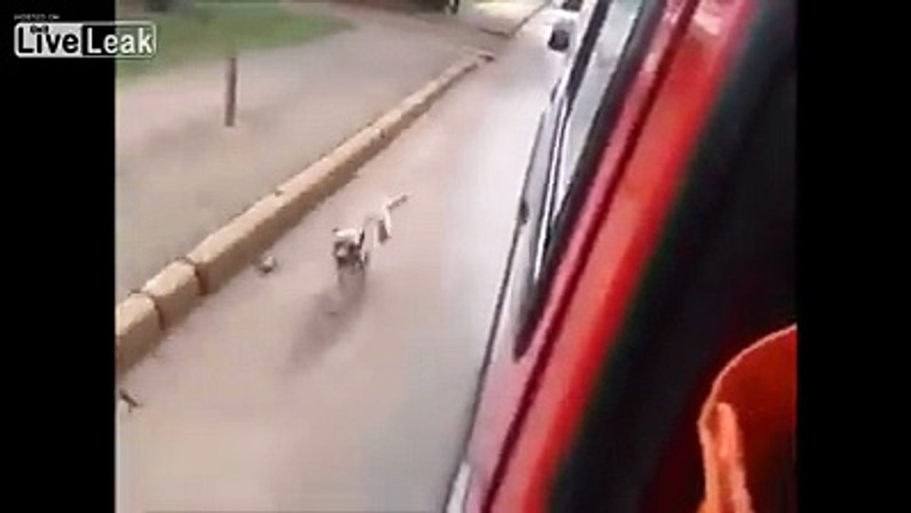 Vjerni pas prati vlasnika