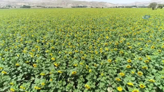Çin Türkiye'yi Çekirdek ile Vurdu