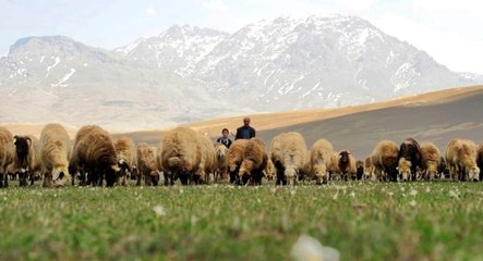 Doğu ve Güneydoğu'da Terörden Temizlenen Yaylalar Ülke Ekonomisine Katkı Sağlıyor