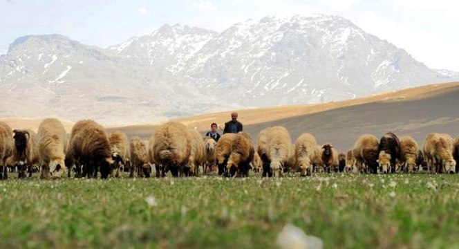 Doğu ve Güneydoğu'da Terörden Temizlenen Yaylalar Ülke Ekonomisine Katkı Sağlıyor