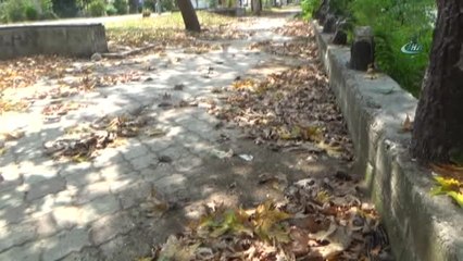 Yağmur ve Fırtınanın Yuvalarından Düşürdüğü Binlerce Serçe Yavrusu Telef Oldu