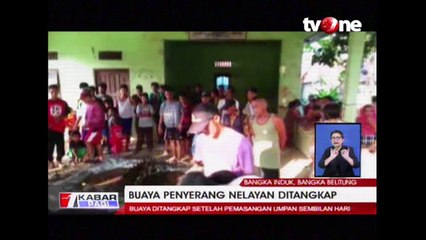Buaya Menyerang Nelayan, Jadi Momok Bagi Warga