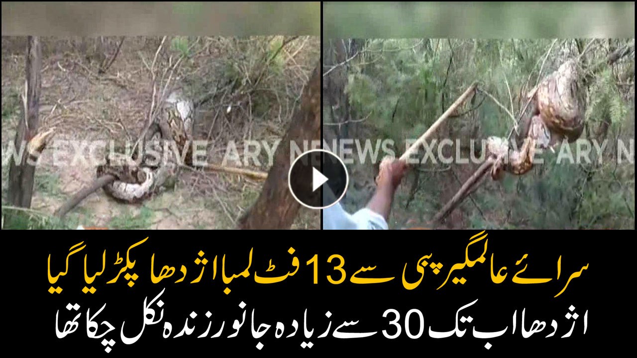 Giant python finally caught after eating 30 animals