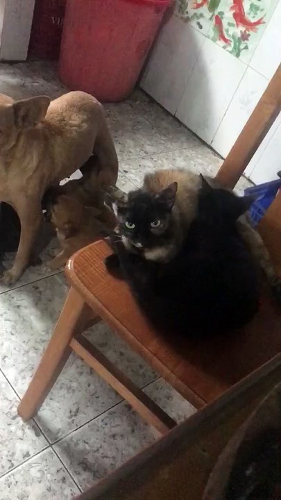 Cat Drinking Milk From dog