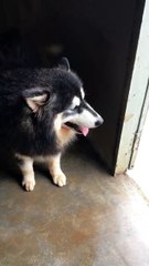 Breathing dog sounds like a helicopter