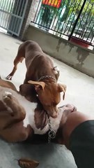 Puppy giving my borther a hickey