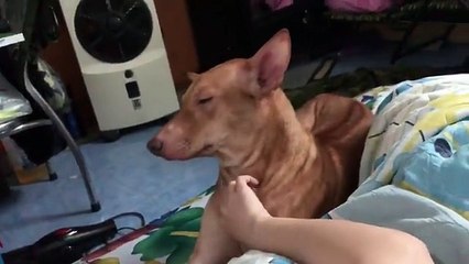 This is the Most Obedient Dog Ever