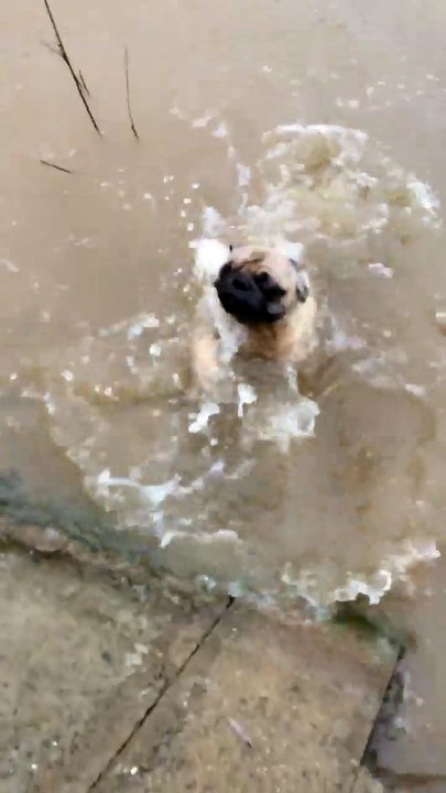 Puppy Swimming First Time