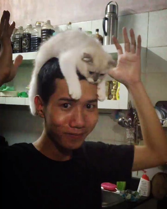 the cat's crown