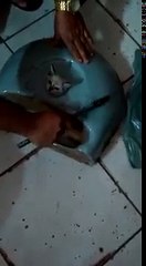 Un chaton se coince la tête dans un lavabo