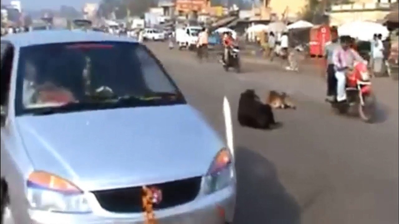 How Cow is Chilling in the Middle of the Road in India 2018