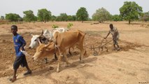 مالي: مواجهة تغير المناخ بالخضروات