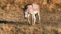 Wild Burro Shot In The Head With Arrow Spotted In California