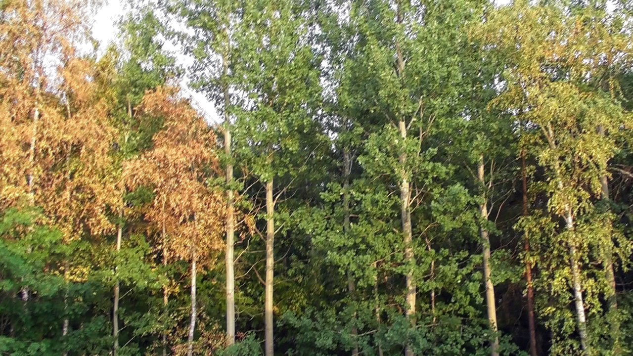July 20 2018 DL14