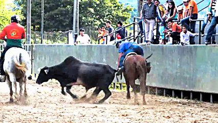 COPA DE COLEO ALFREDO MONTAÑA LEMUS