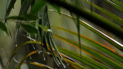 Chia Tay Tình Đầu - Thuỳ Hương