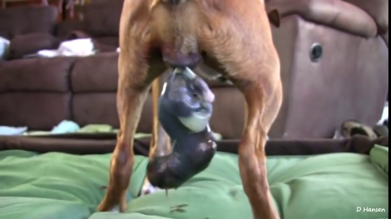 Dog_Has_Amazing_Birth_While_Standing!!