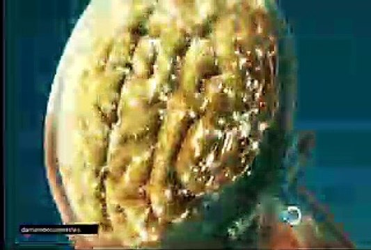 t8e10 Autopsias de Hollywood - Anissa Jones