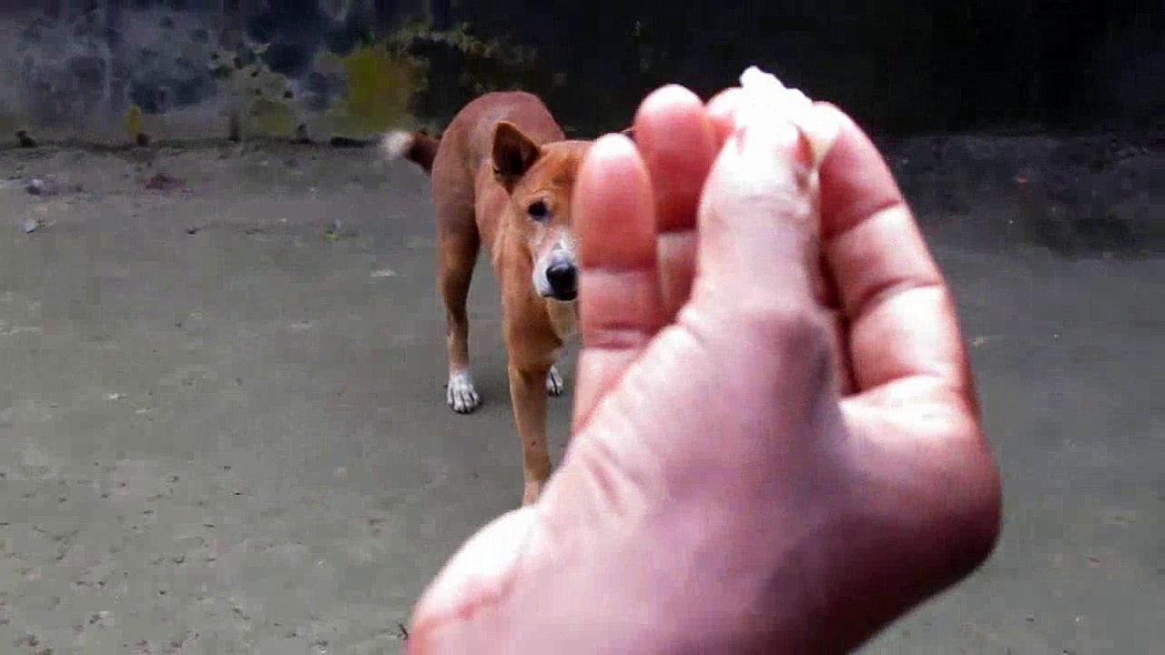 Dog Can Catch Food