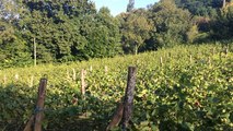 Les Vignobles des coteaux fléchois se préparent pour les vendanges
