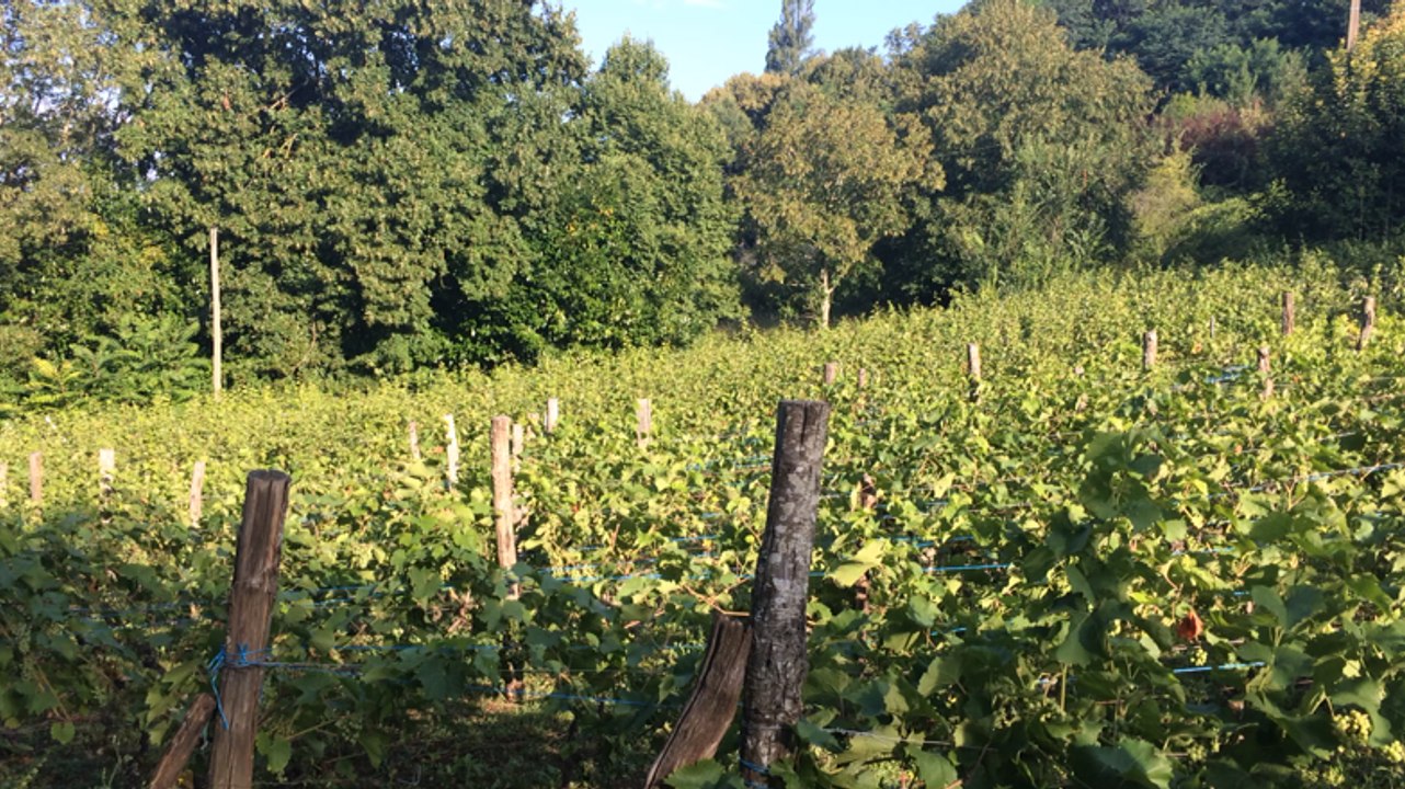 Les Vignobles des coteaux fléchois se préparent pour les vendanges