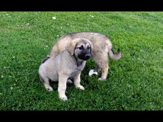 Cute stray dog puppies