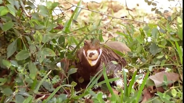 Amazing King Cobra Save Baby Crocodile From Dragon Komodo Hunting Animals Save Other Animals