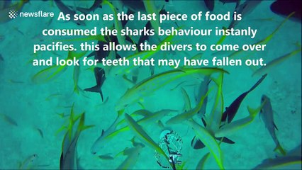 This is what it looks like to be at the centre of a shark feeding frenzy