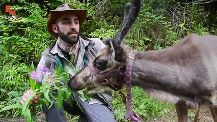 Baby Reindeer Loves Hugs