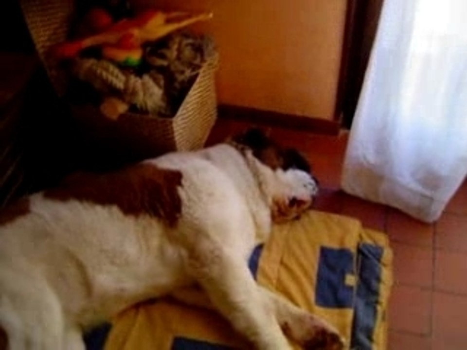 Zzzzzz - http://saintbernard.frbb.net/ -