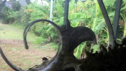 Il découvre un énorme nid de frelons asiatiques sur sa terrasse