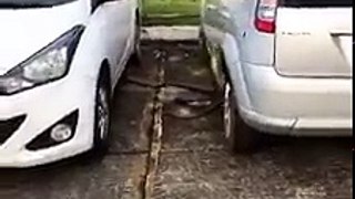 Giant Python Snake trying to enter into a Car...!!!Always close the Door and window glass While parking the car...!!!