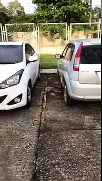 Giant Python Snake trying to enter into a Car...!!!Always close the Door and window glass While parking the car...!!!