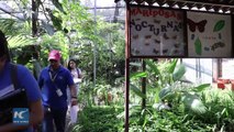 Anartia Butterfly Sanctuary preserves Honduras' biodiversity