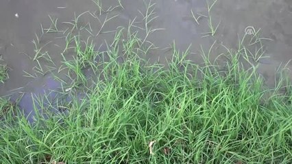 Güneyköy Deresi'nde Çok Sayıda Ölü Balık Bulundu