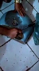 Un petit chat vs Un lavabo !