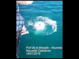 Nouvelle-Calédonie : Un marin français frôle le drame face à un requin !