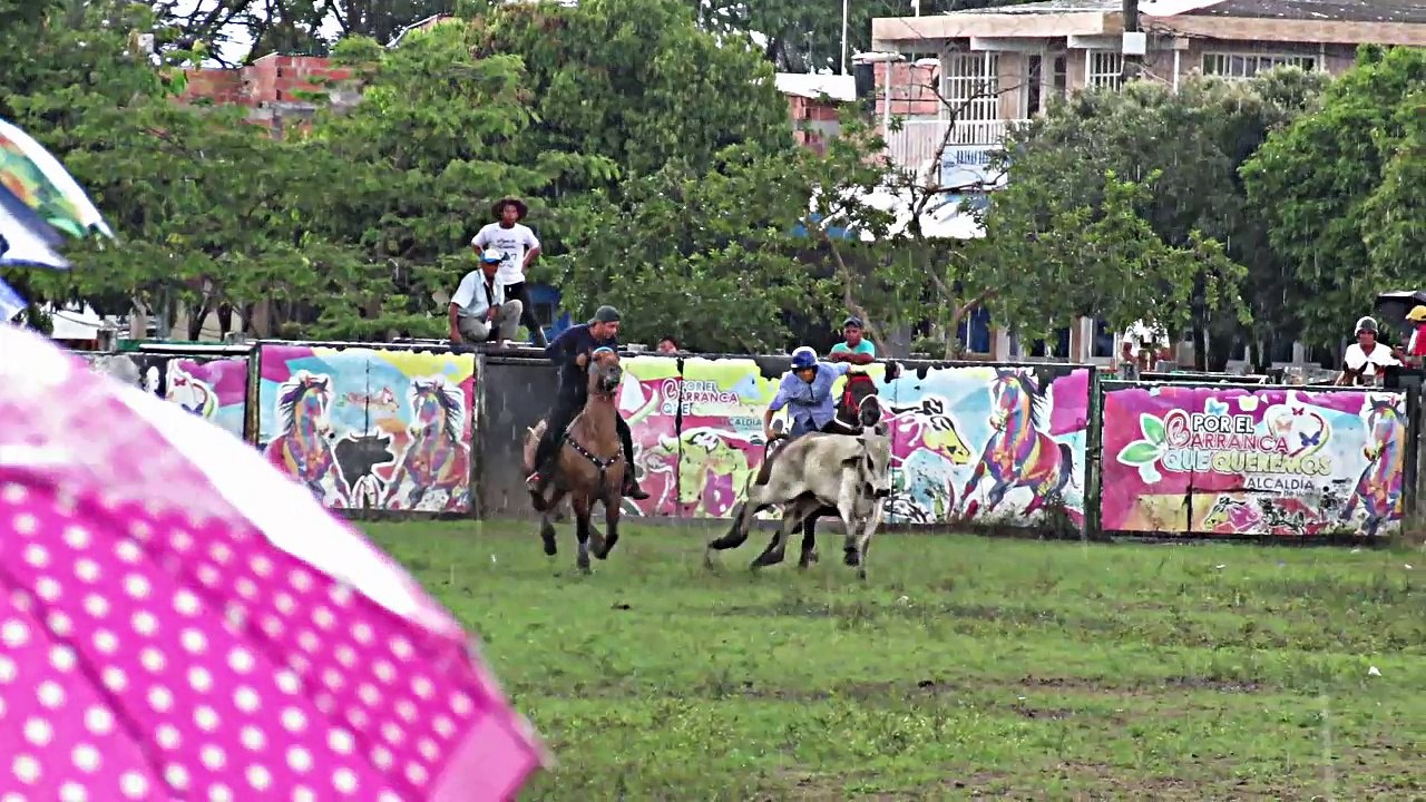 TARDE DE COLEO