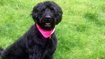 Labradoodle Ben ignoring the Guinea Fowl & having a whizz.