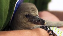 Nace una cría de pingüino en el zoo de Londres