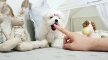 Baby maltese video cutest puppy lovely puppy - Teacup puppies KimsKennelUS