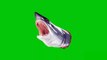 Green screen shark effects pack (5 pack). An incredible effect that MUST WATCH by everyone.