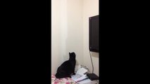 My Cat :) - Komik Kedi Videoları
