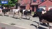 Hilarious moment a woman runs for safety as almost a hundred cows cause havoc on a residential .