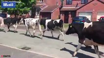 Hilarious moment a woman runs for safety as almost a hundred cows cause havoc on a residential .